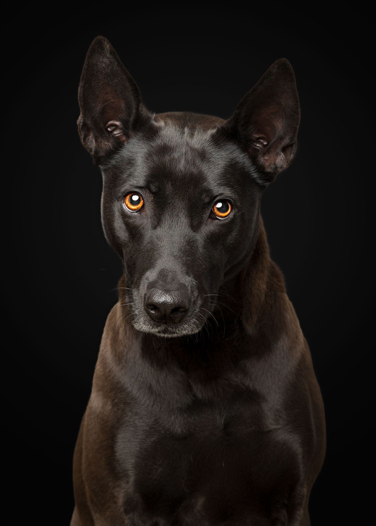 Dark dog with striking amber eyes against black background in dramatic portrait series.