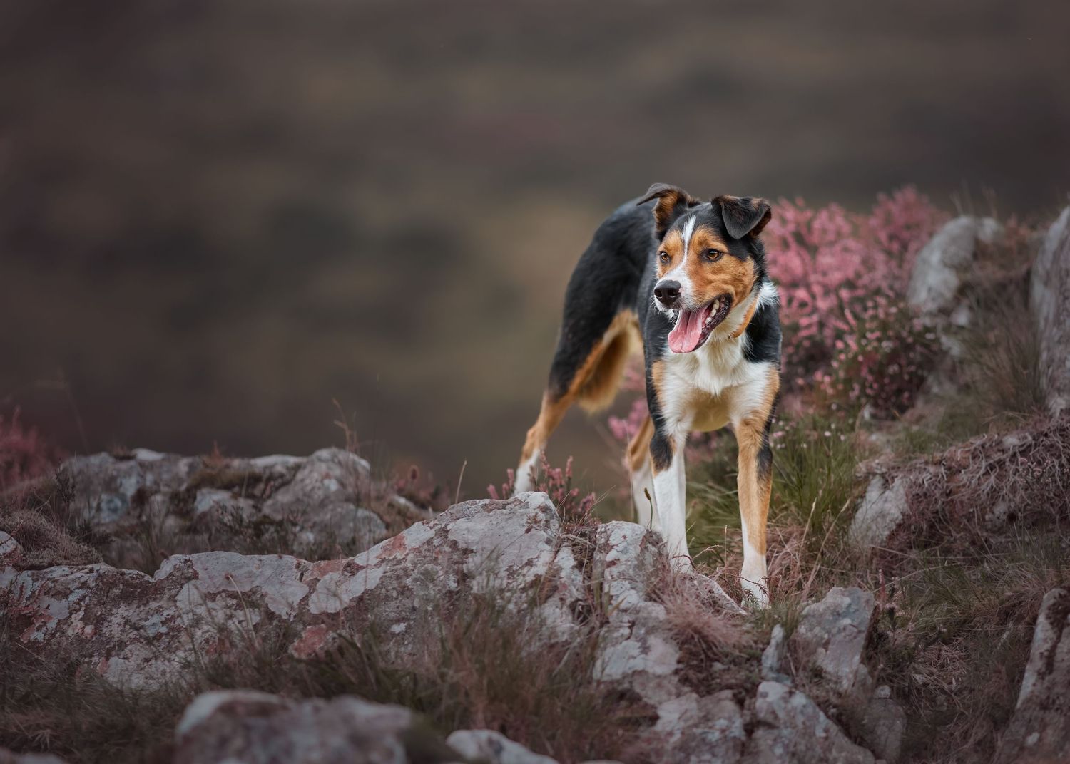 Dog Portraits Fine Art Prints Photography Packages Outdoor Photography Sessions Wales Photographer Bespoke Photography