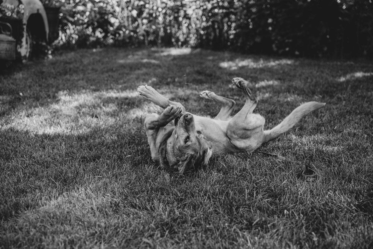 A dog playfully rolls in the grass on a sunny day in a black and white photograph.