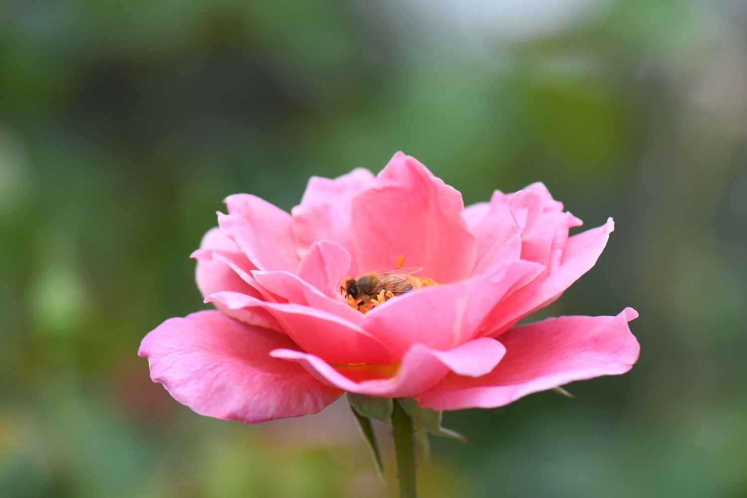 Phot of a rose with a bee in the centre collecting pollen