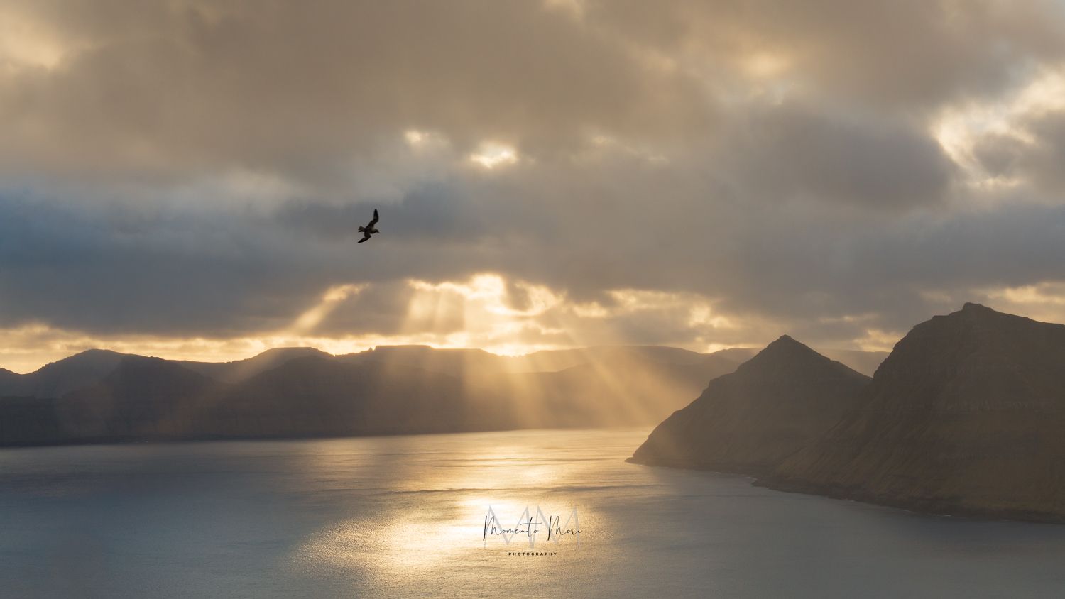 A seabird flies over the ocean as the sunsets over the Faroe Islands
