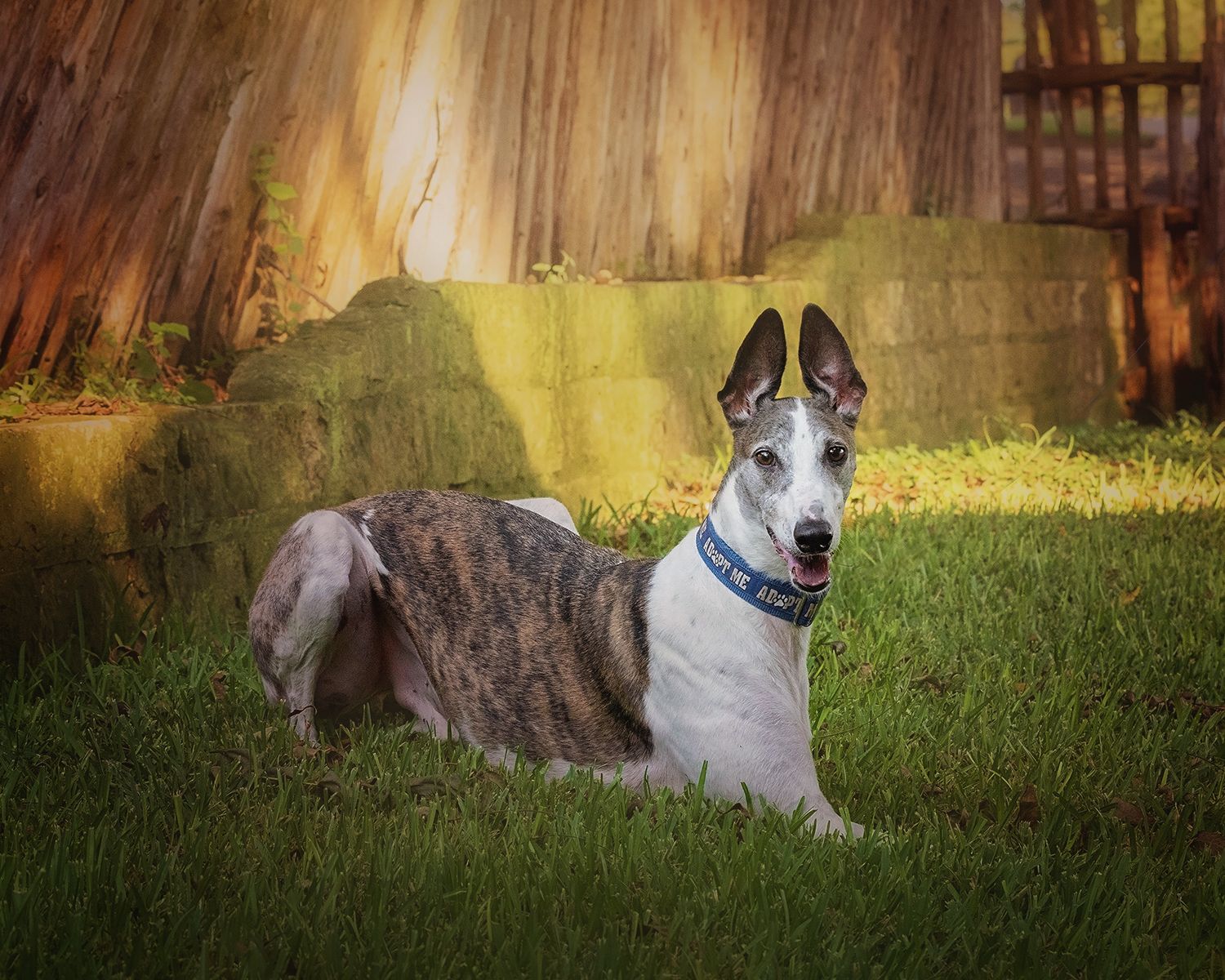 Two small dogs sit together on a rustic brick ledge with greenery in the background.