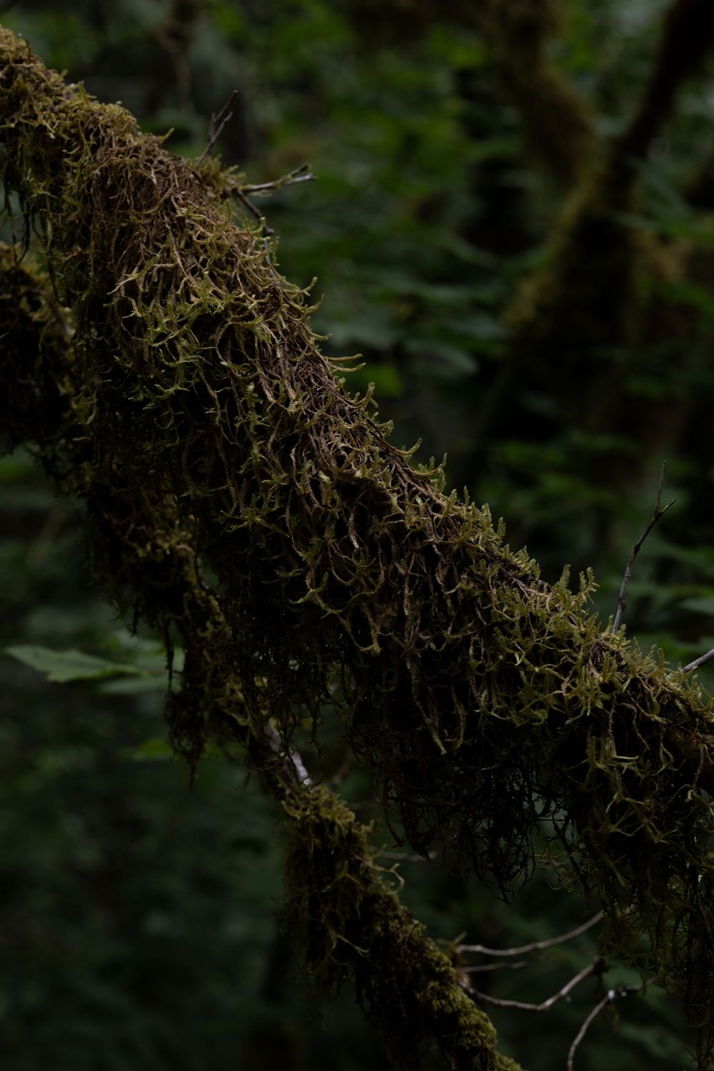 Moss covered tree branch in a dark forest creates a natural textural pattern.