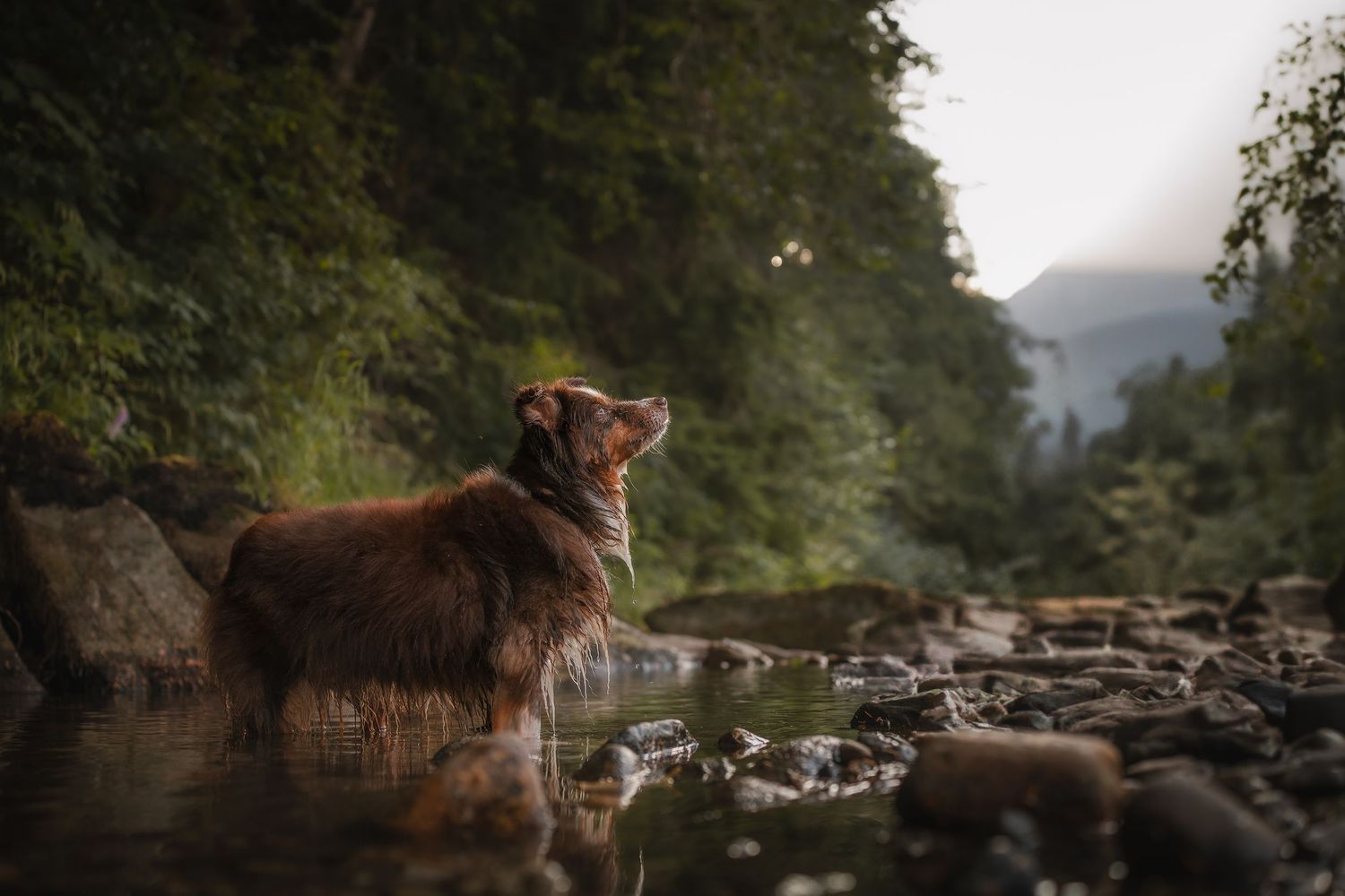Australian Shepherd in the river