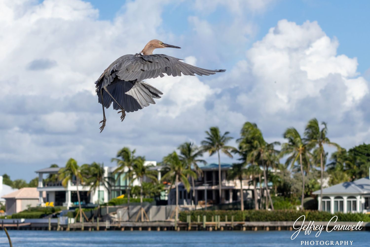A pelican soars over waterfront homes and palm trees against a blue sky in a coastal setting.