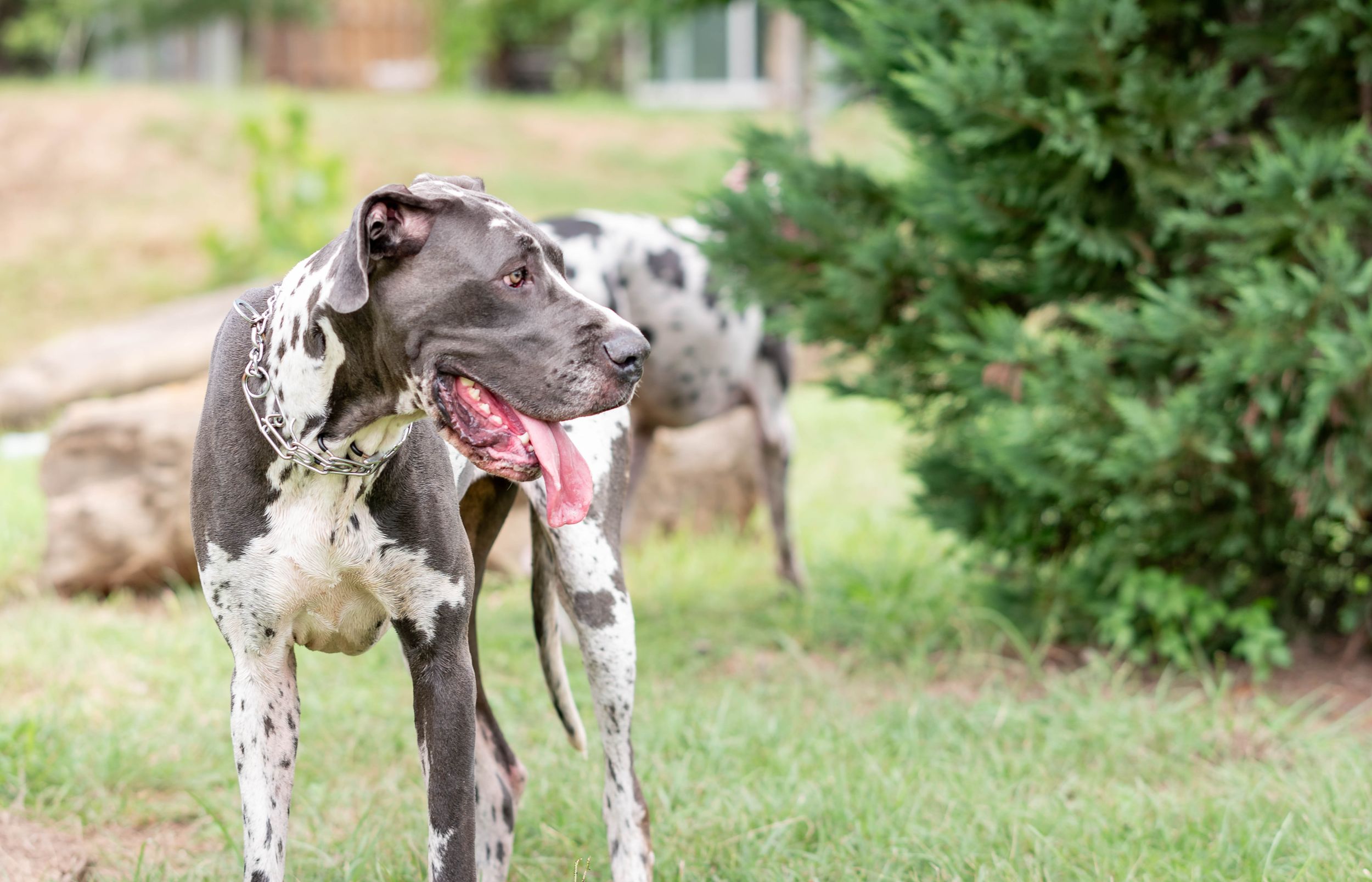 A gray and white Great Dane with tongue out standing in a green outdoor yard.