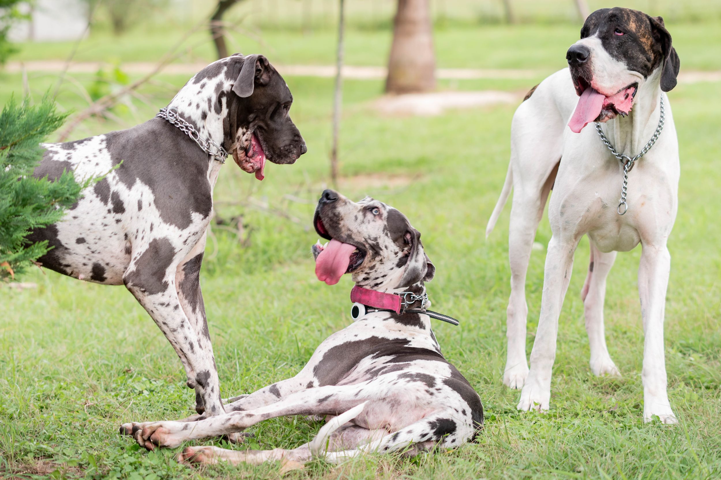Three Great Dane dogs on green grass, two standing and one lying down, all with tongues out.