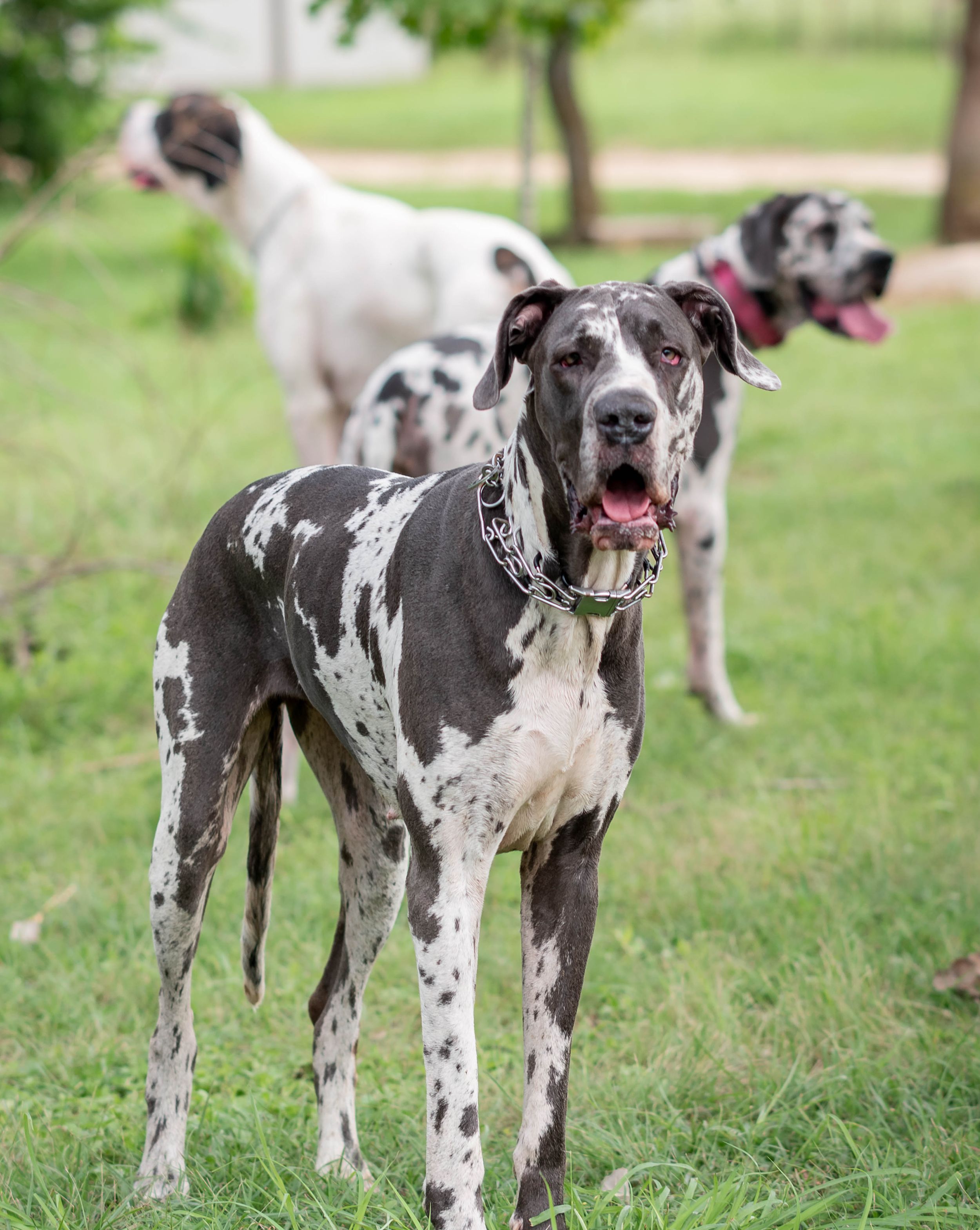 Grey and white spotted Great Dane dog with open mouth standing in grass with two dogs in background.