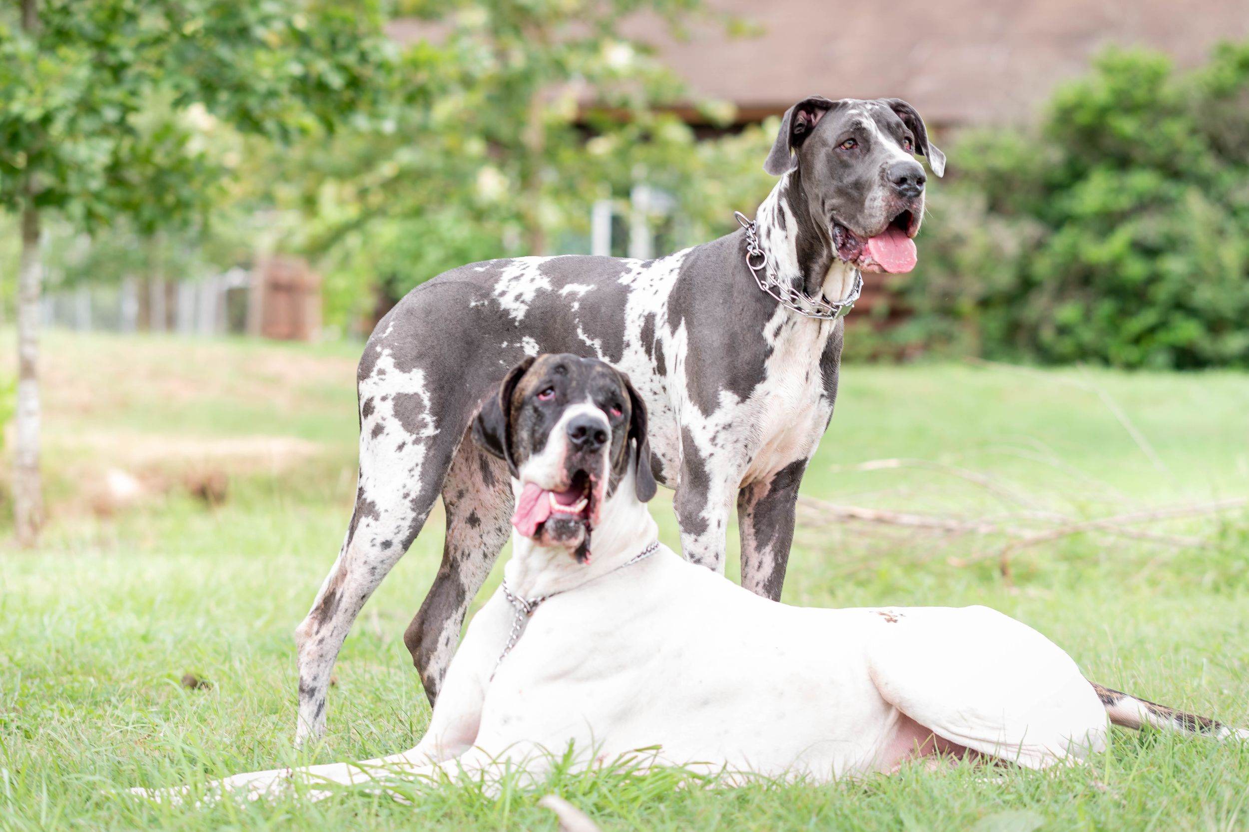 Two Great Danes, one gray spotted and one white, posing together on a green lawn.