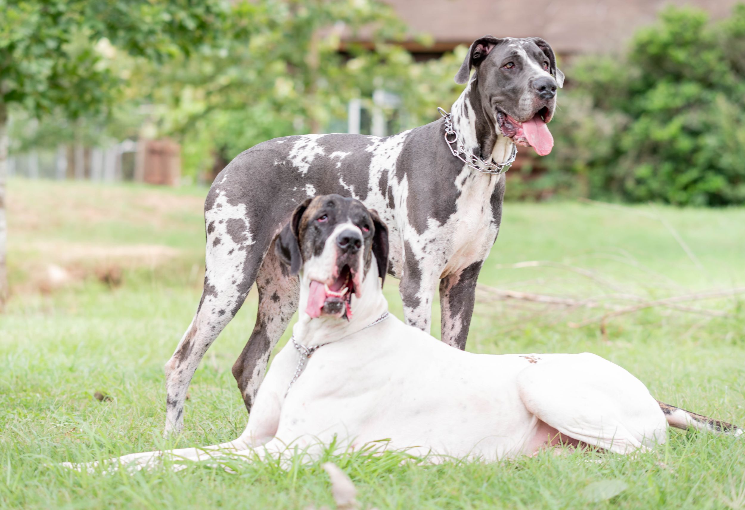 Two Great Dane dogs on green grass, one white lying down and one grey spotted standing with tongue out.