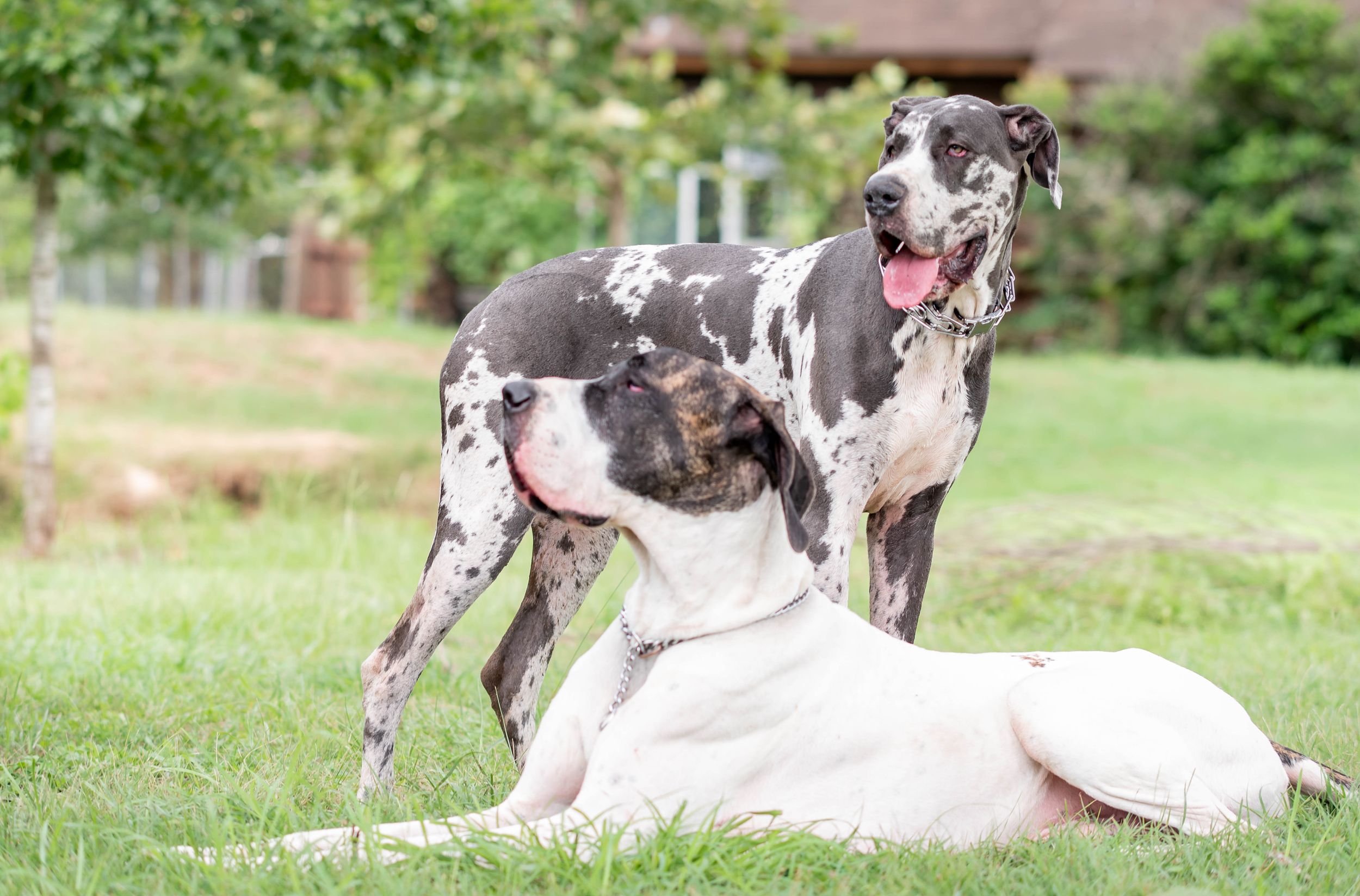 Two large Great Dane dogs playing outdoors, one grey spotted standing over a white dog lying on grass.