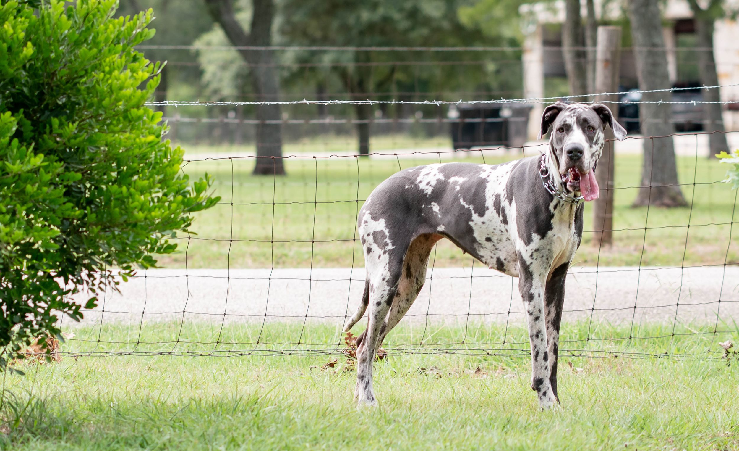 Grey and white spotted Great Dane dog standing near a fence on a green lawn with tongue out.
