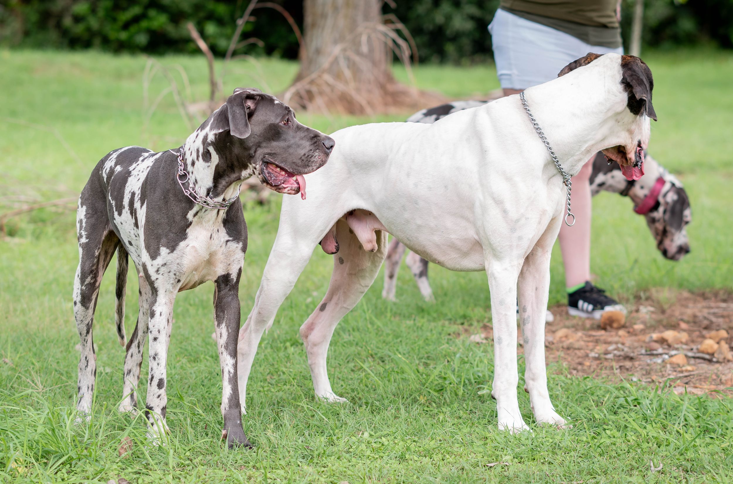 Two spotted Great Dane dogs standing on grass near a person, one brown and white, one grey and white.