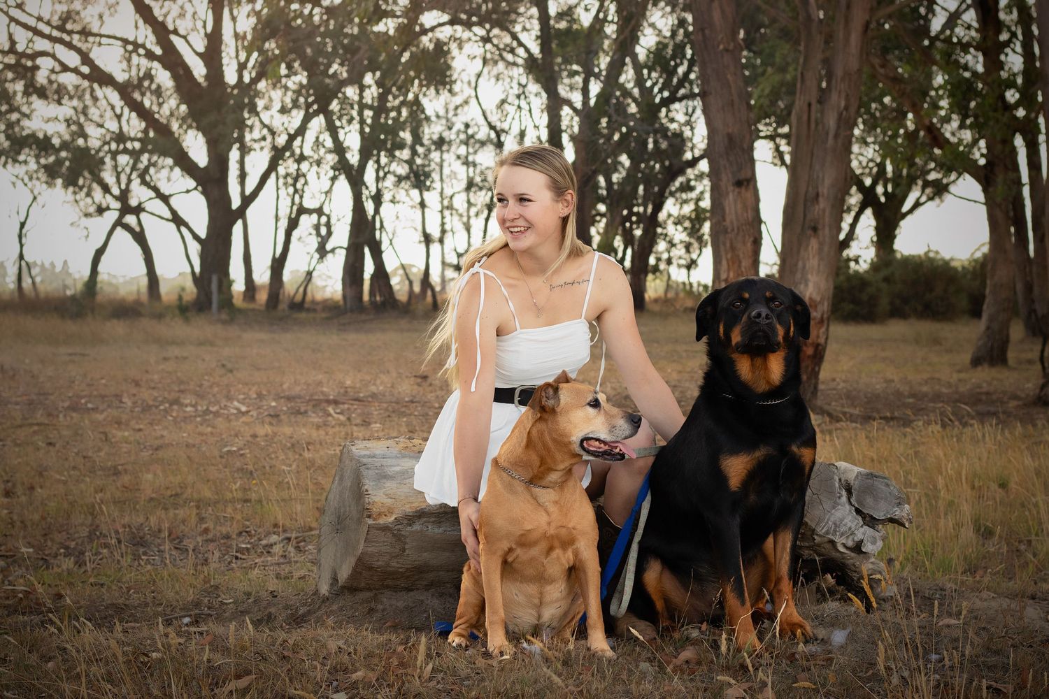 senior and end of life dog photoshoot kilmore staffy and rottweiler