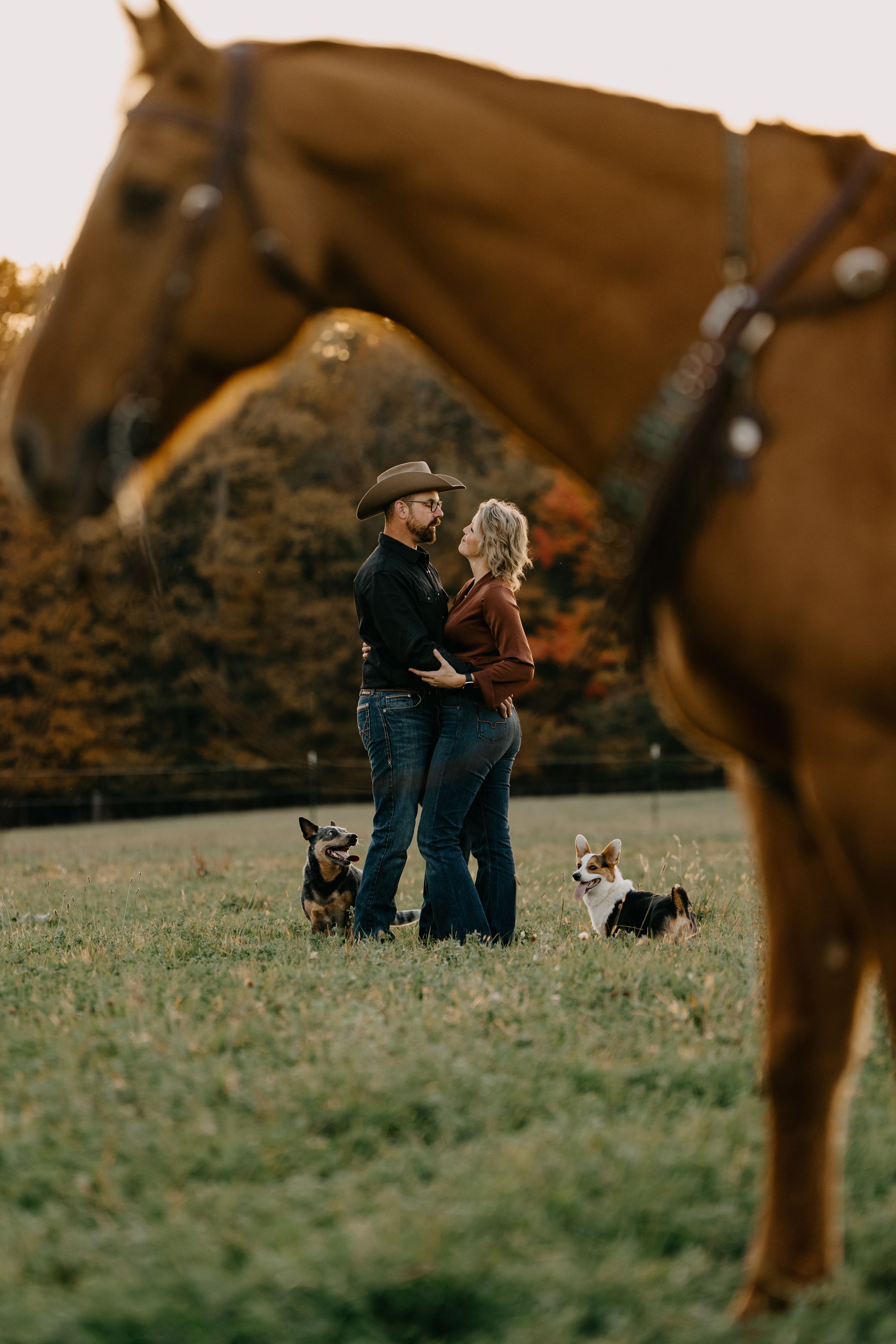 A romantic countryside scene with a horse in foreground and two dogs watching their humans embrace at sunset.