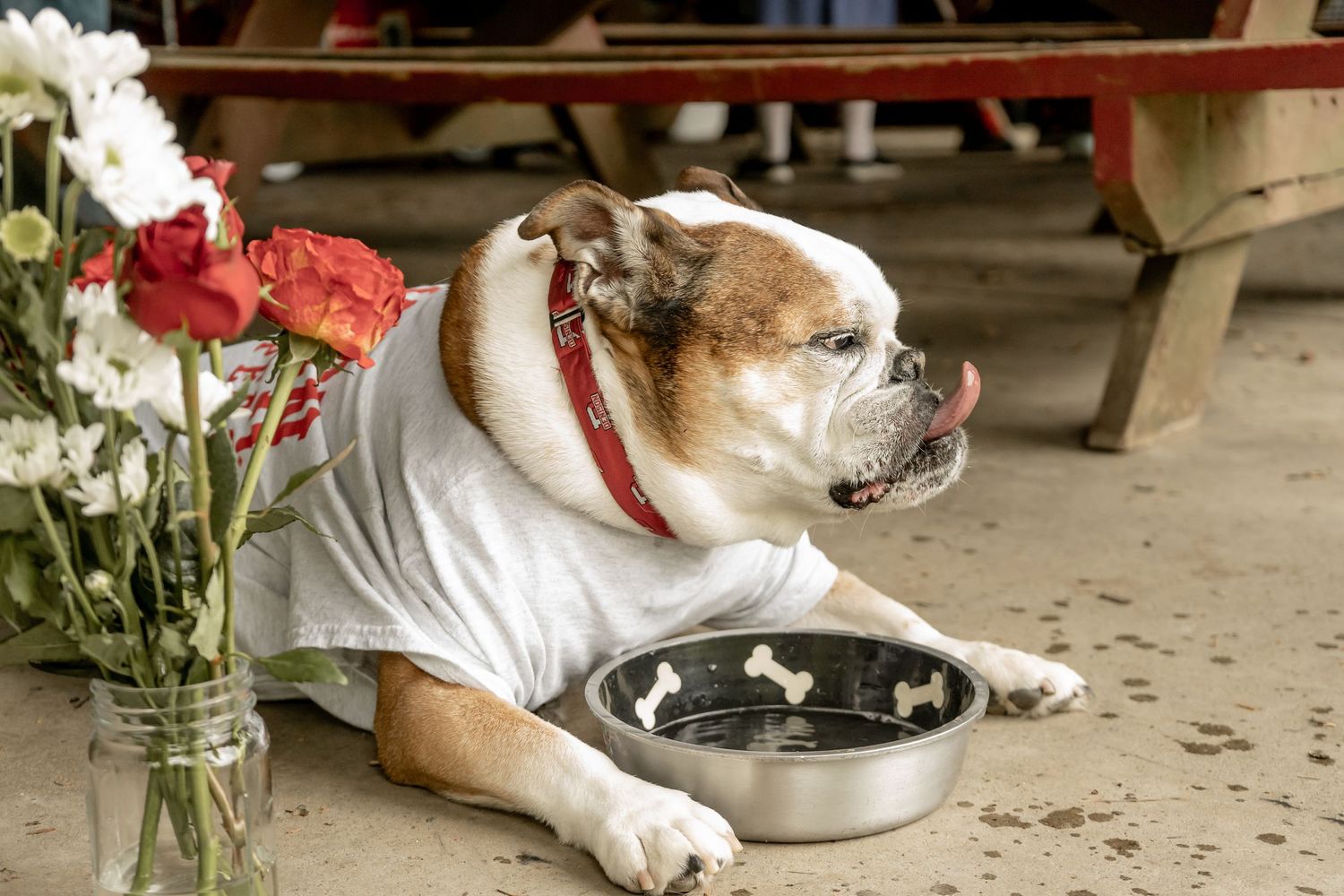 English Bulldog in white shirt with red collar lying beside bowl and flowers.