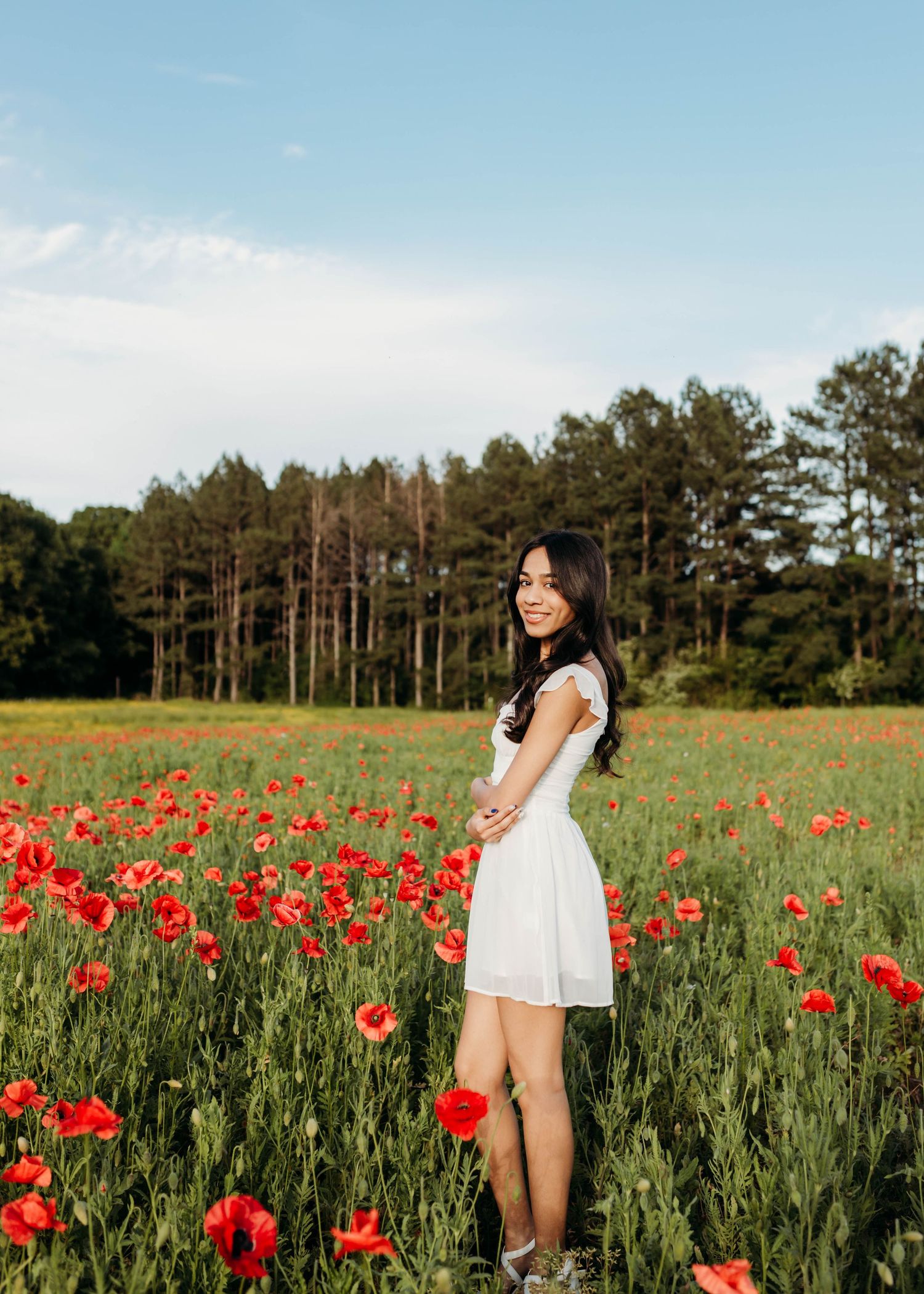 A beautiful field of red poppies with tall pine trees in the background.