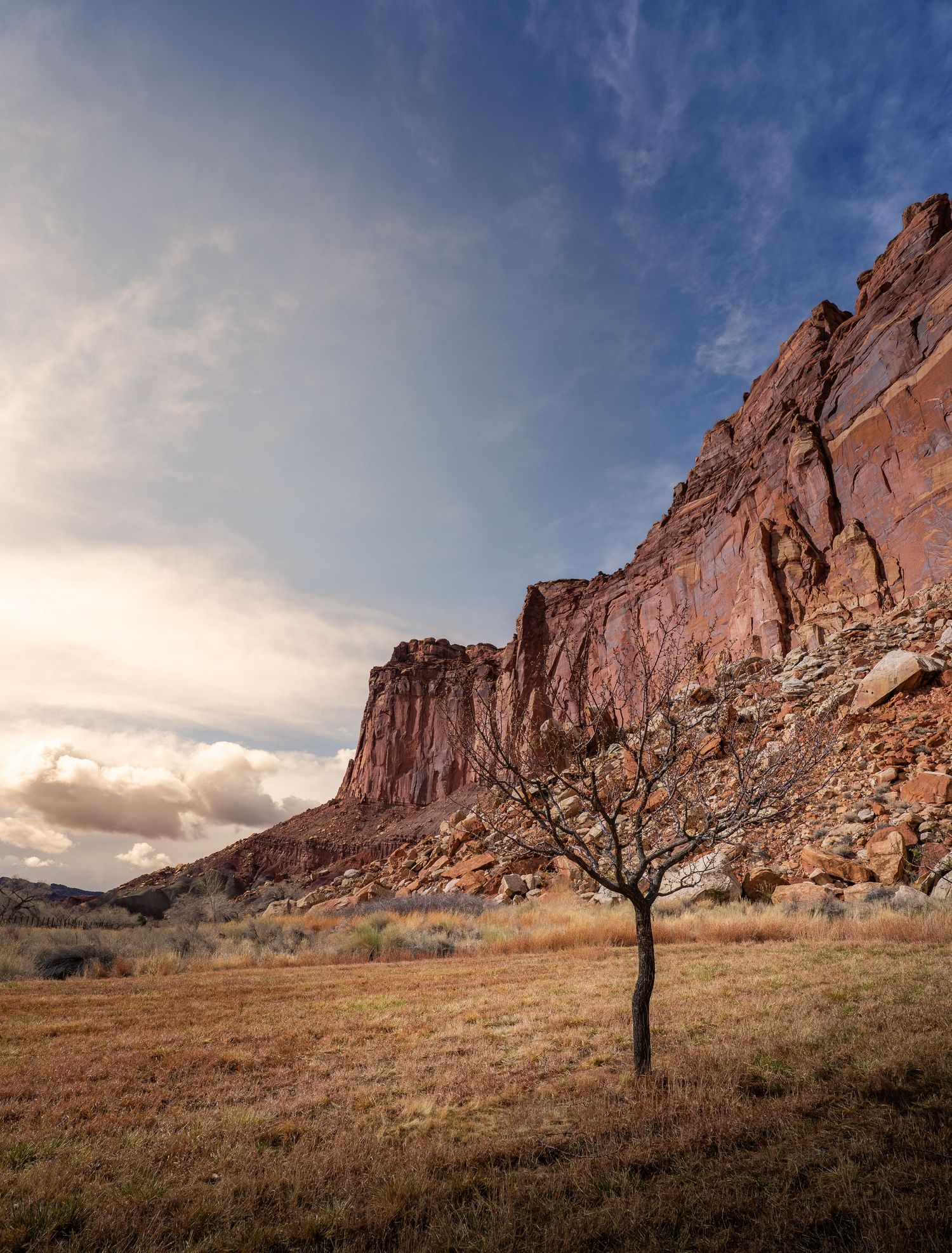 A lone tree stands in front of towering red rock cliffs at sunset in the American Southwest desert landscape.