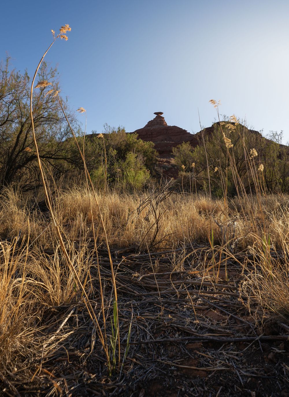 Desert plants silhouetted against a clear sky during sunset at Red Rock Canyon with mountains in the background.