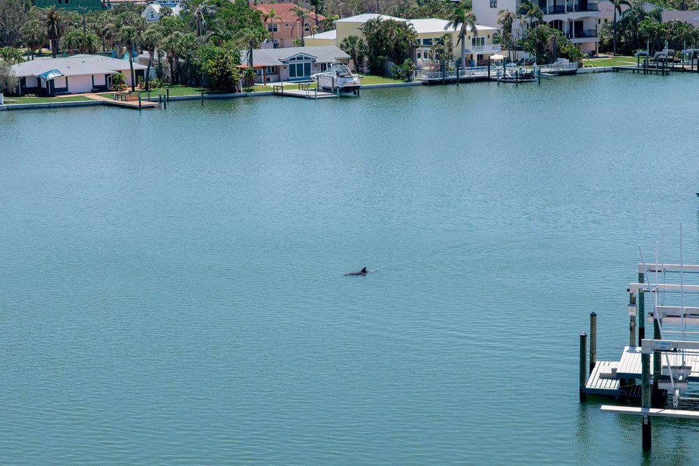 A dolphin swimming in blue waters near waterfront homes and boat docks.