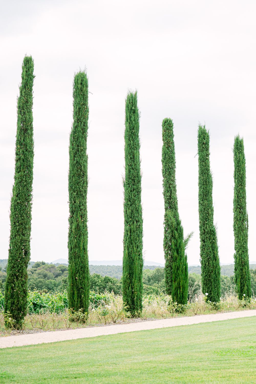 Row of tall cypress trees creating dramatic symmetry in garden landscape.
