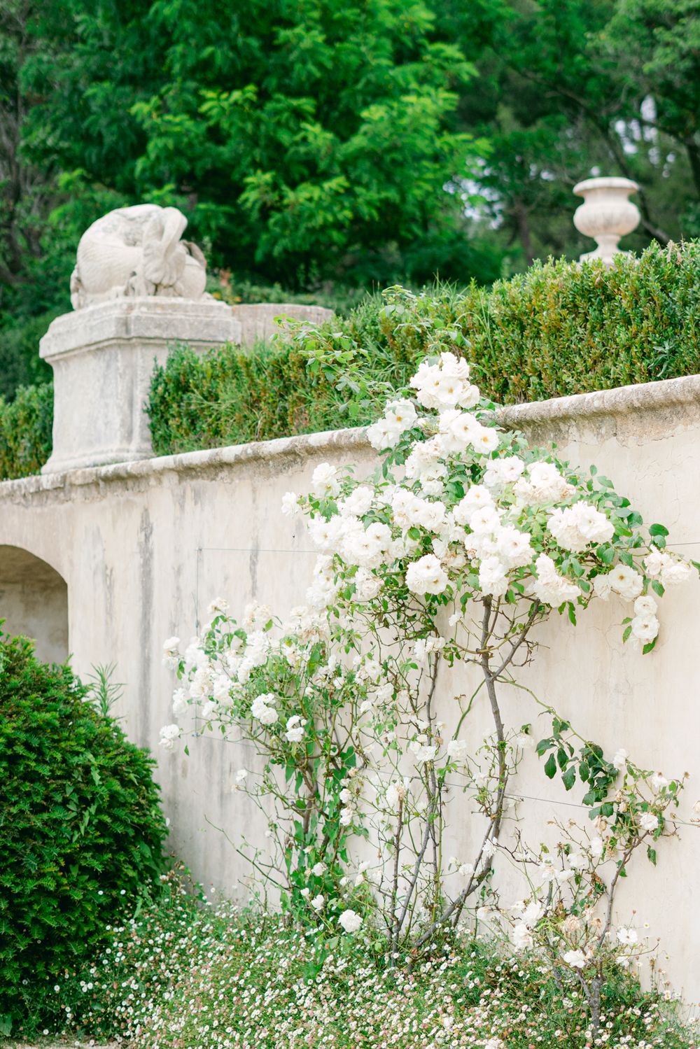 White climbing roses growing against a stone garden wall with decorative urns.