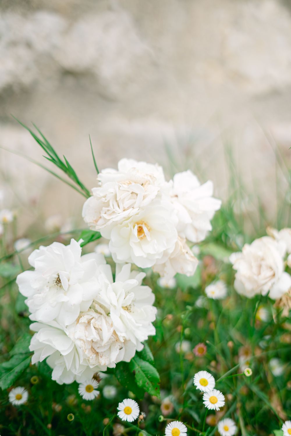 Delicate white peonies and daisies blooming in a dreamy garden setting.