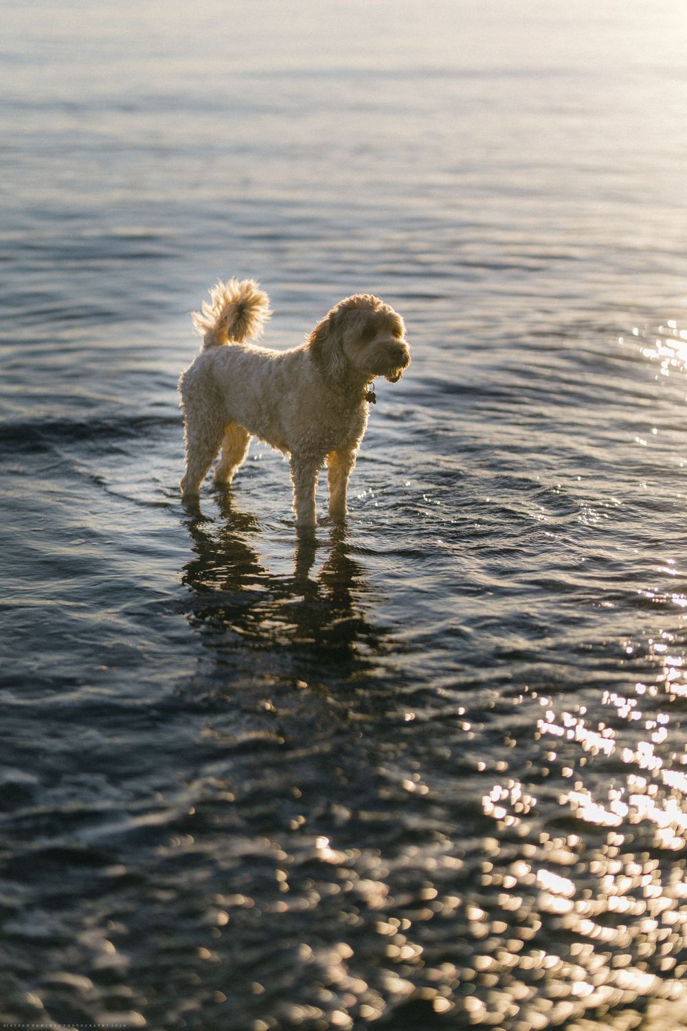 A white fluffy dog stands in shallow water during golden hour.