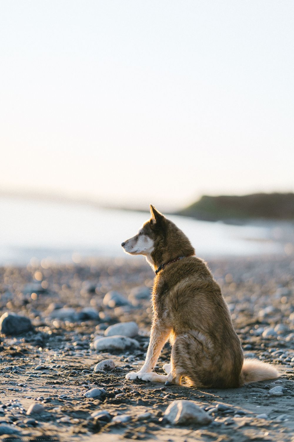 A husky sits majestically on a rocky beach at sunset.