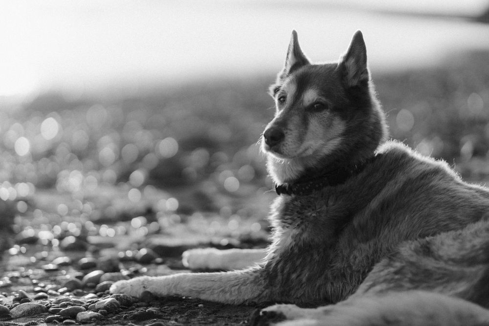 A husky dog rests peacefully in black and white photography.