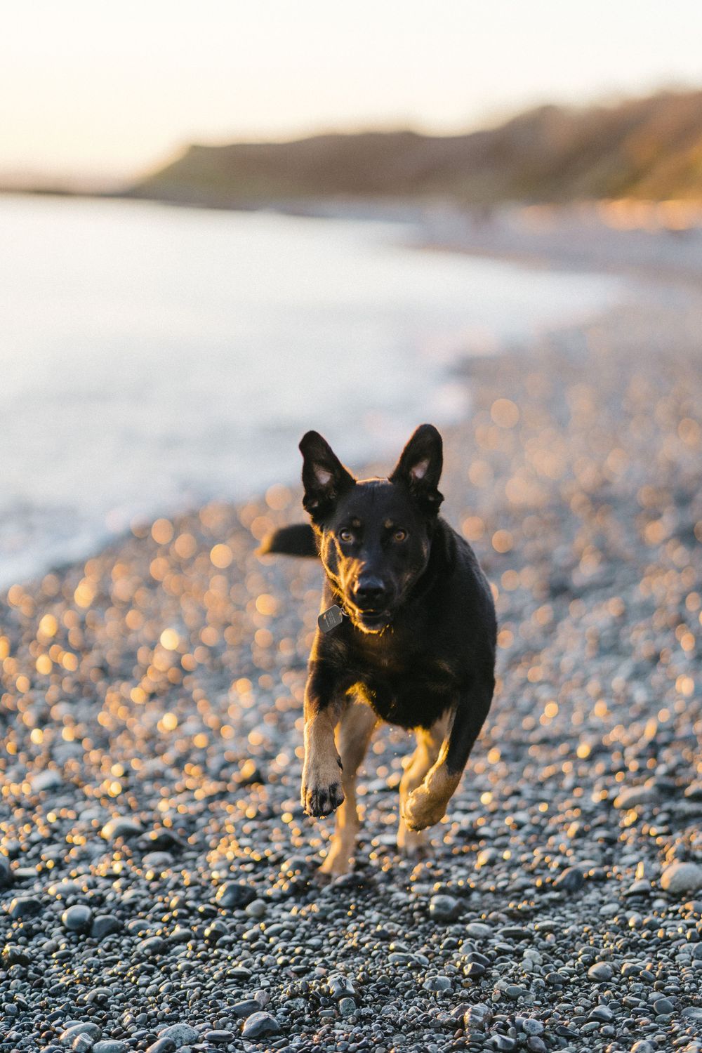 A small black dog runs energetically along a rocky beach shore.