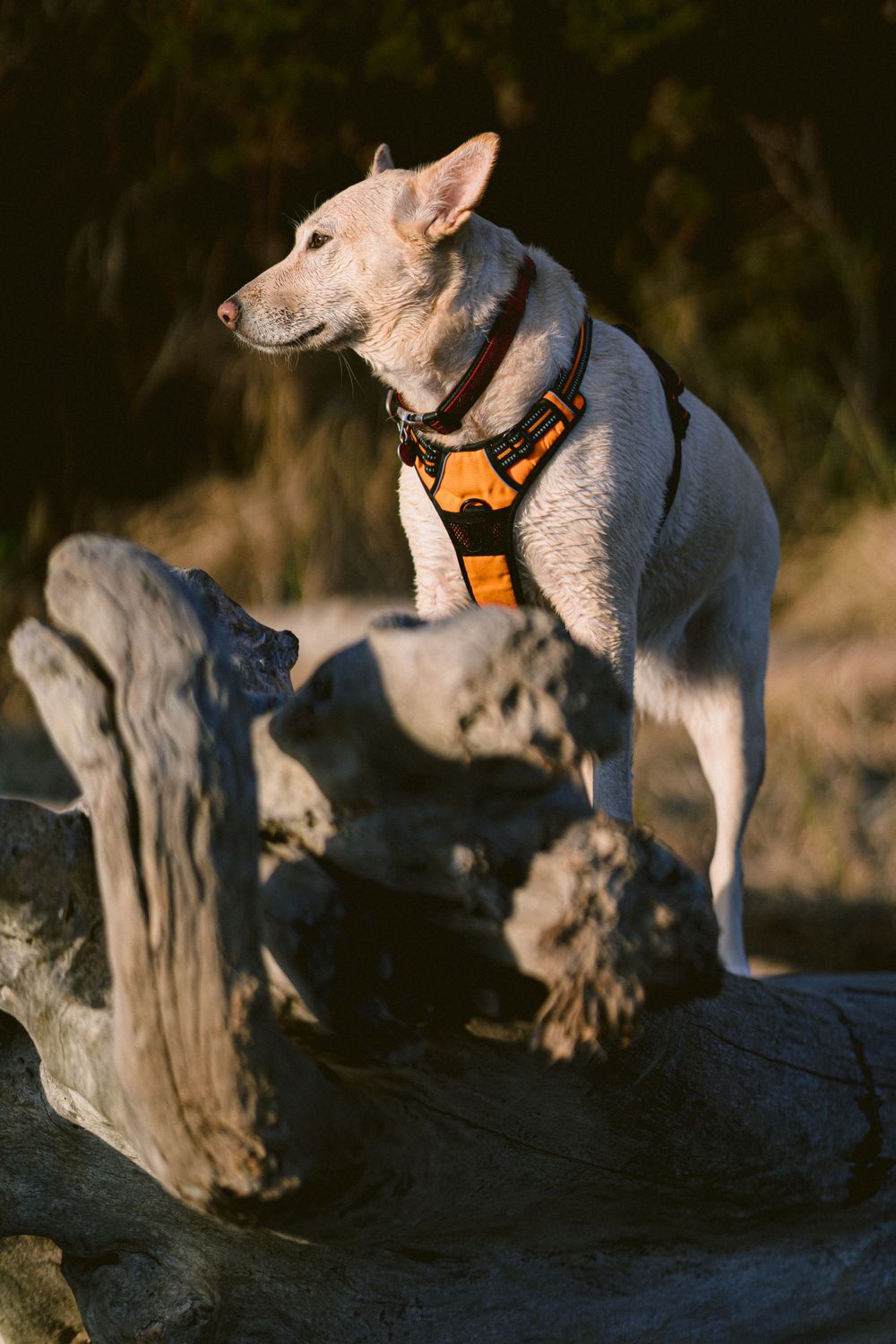 A light-colored dog wearing an orange harness stands atop a weathered piece of driftwood against a dark background.