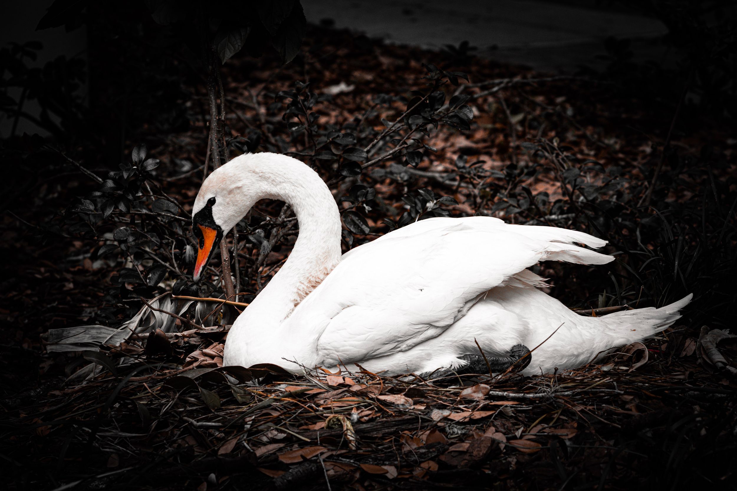Elegant white swan resting on dark autumn leaves.