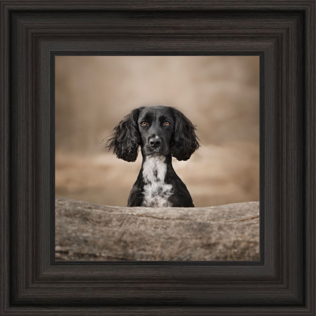 Black dog peeking over edge in artistic framed photo series.