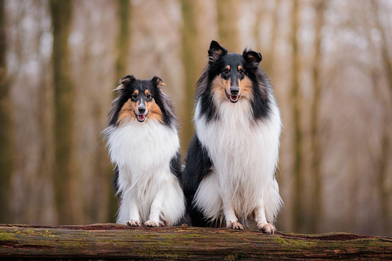 Tri colour Smooth Collies in Queen Elizabeth Country Park