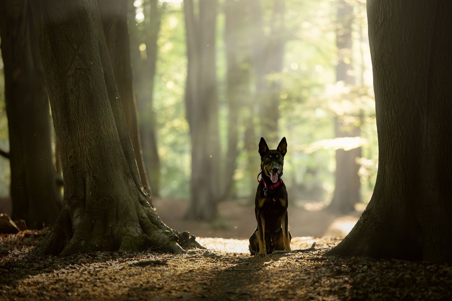 dog photography