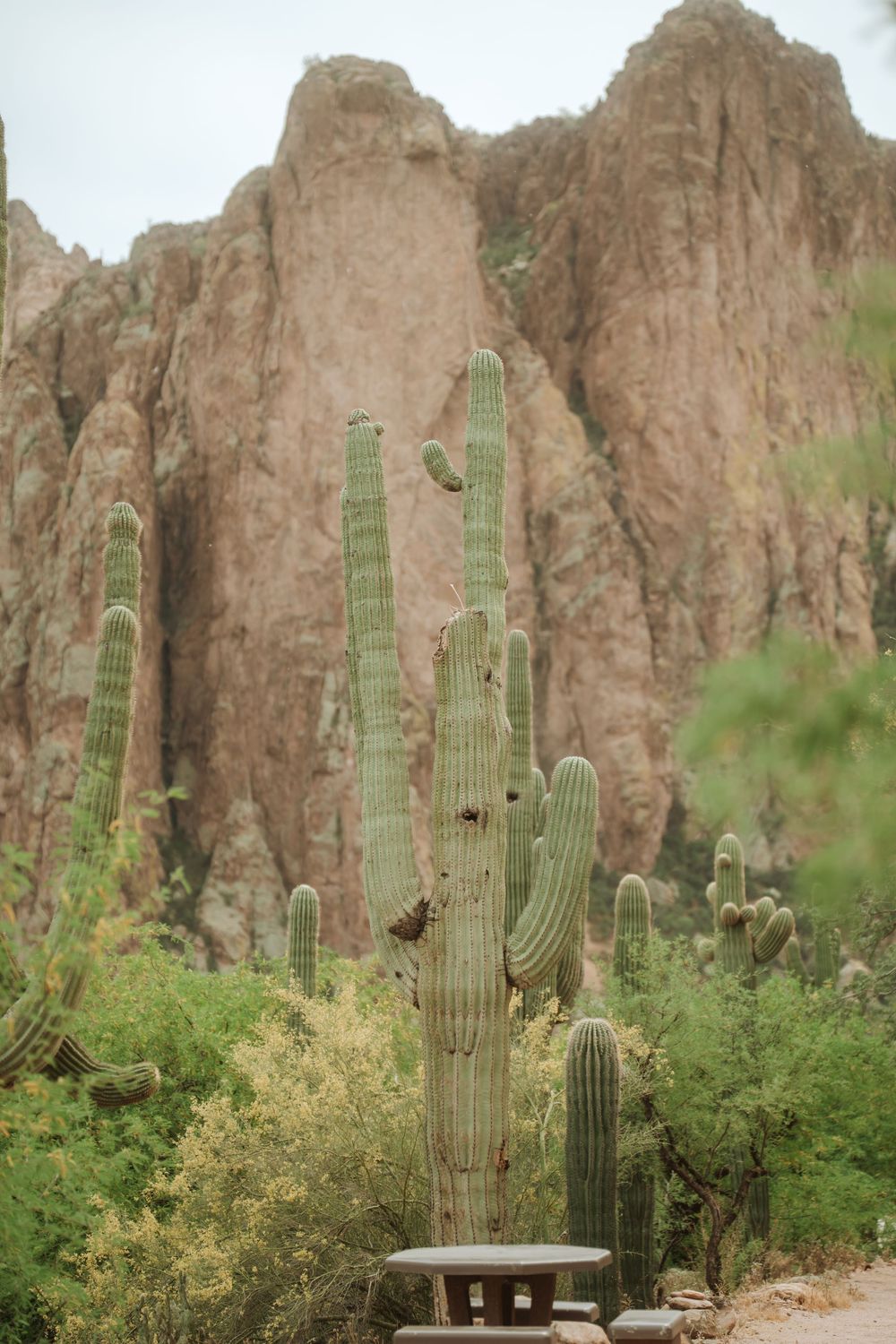 A saguaro cactus towers over a mountain path at Saguaro Lake Guest Ranch in Arizona