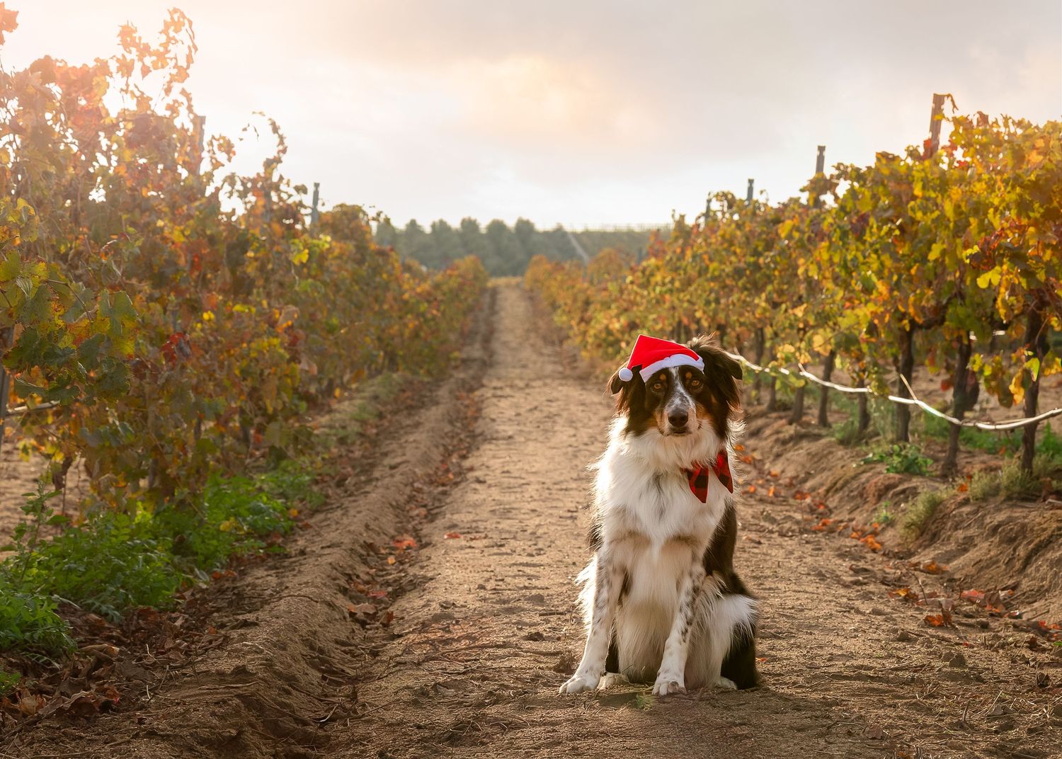 A Border Collie wearing a Santa hat sits between vineyard rows during golden hour.