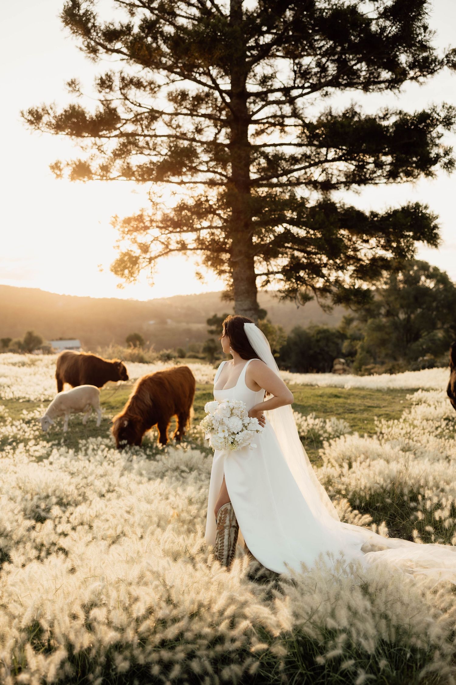 Bride in white gown holding bouquet stands among wildflowers at golden hour with grazing cattle and large tree backdrop.