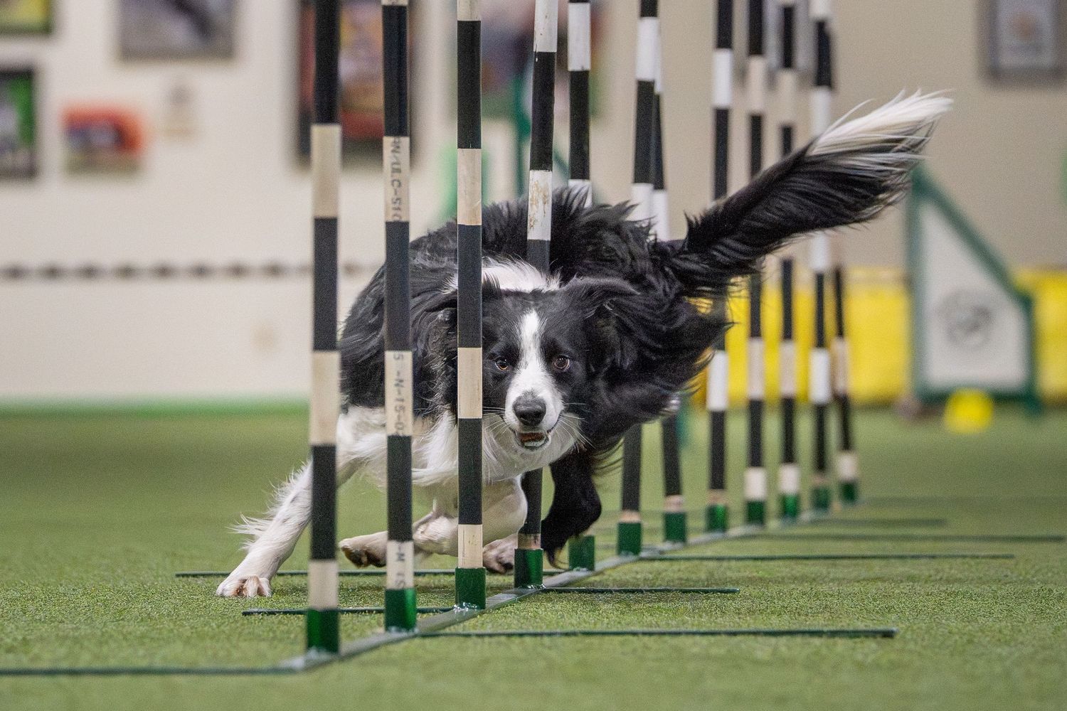 A fluffy white dog leaps through the air with a tennis ball in its mouth during a flyball competition.