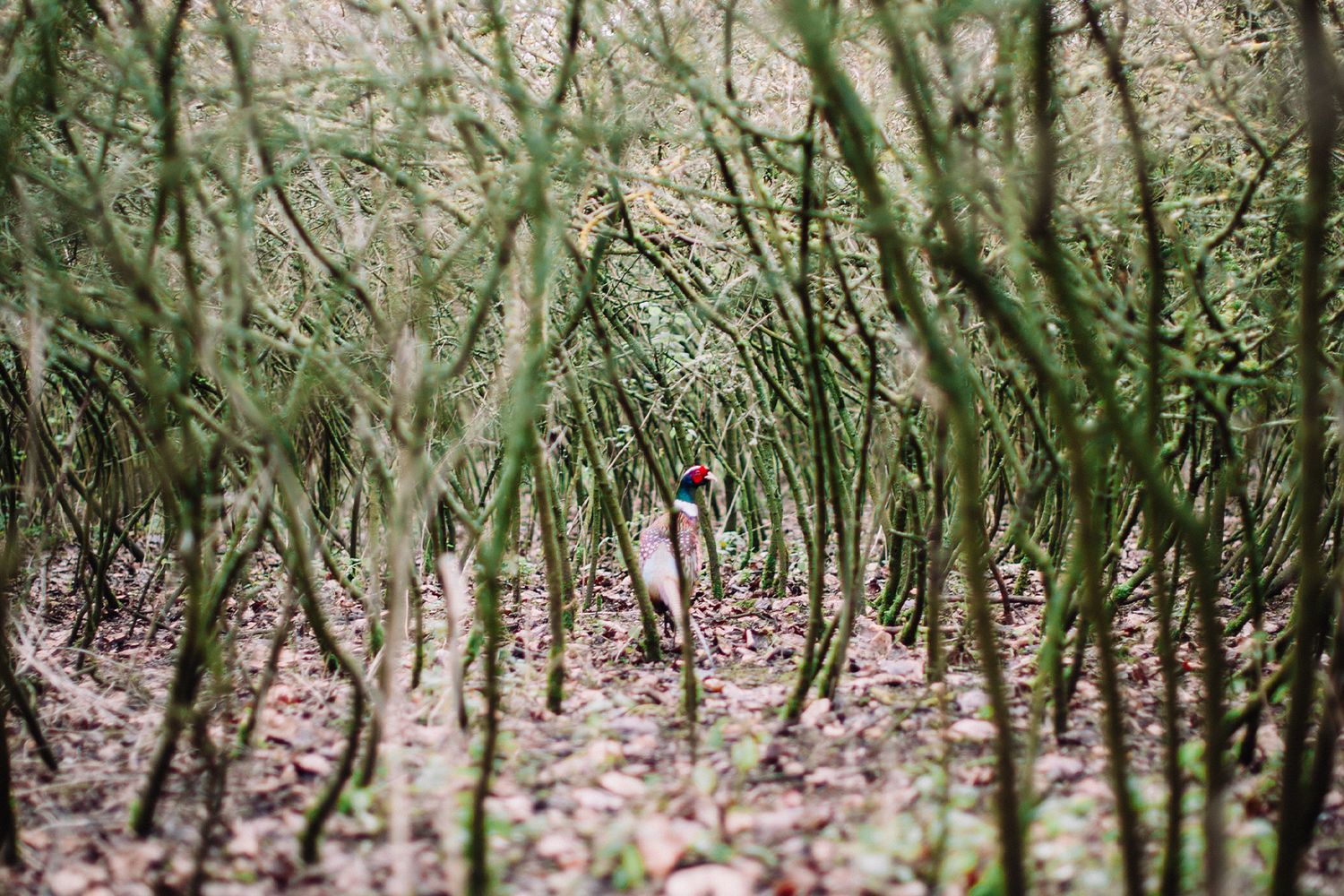 A pheasant with a red head stands camouflaged among dense green heavy deer browsed blackthorn in a woodland forest.