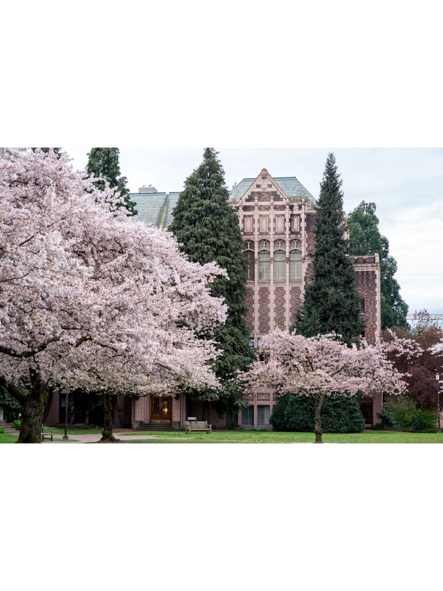University of Washington during peak cherry blossom season in Seattle Washington