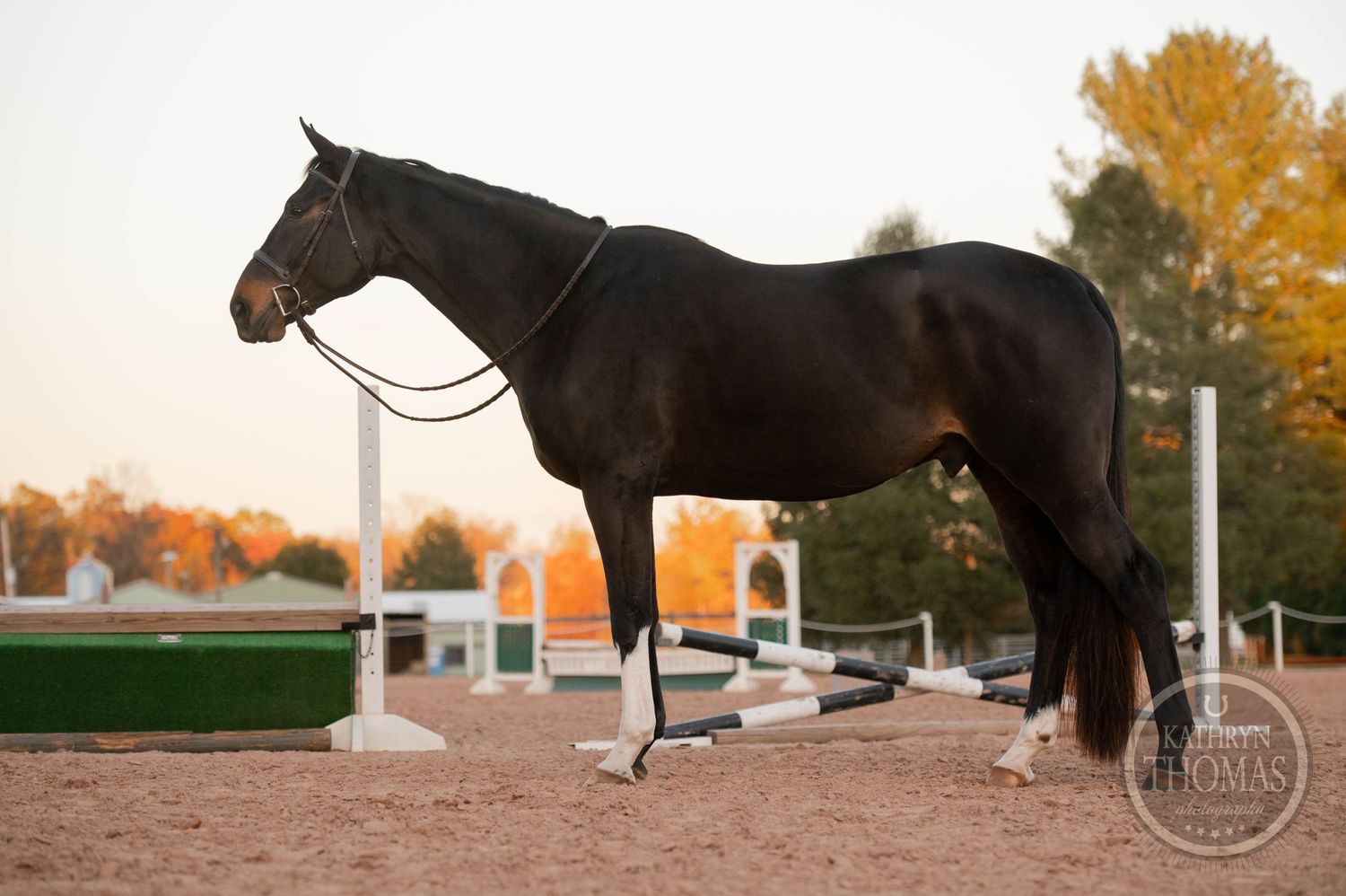 A majestic black horse stands quietly in a riding arena during sunset with autumn trees in the background.
