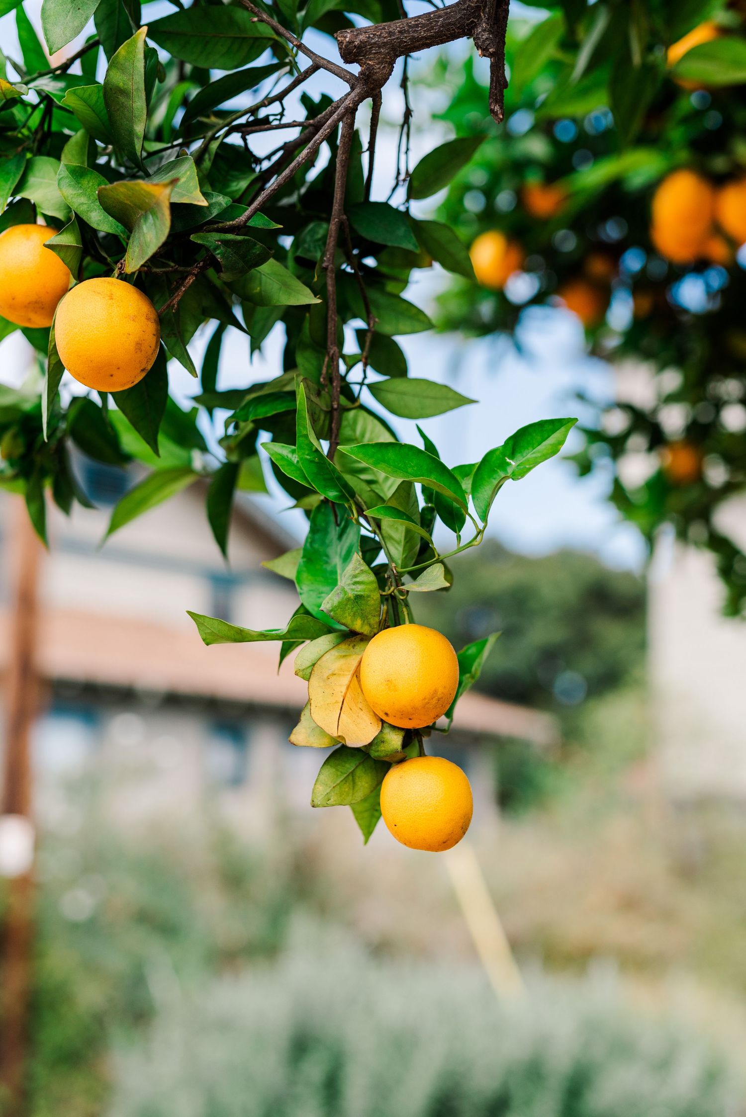 Fresh oranges growing on tree branches with vibrant green leaves in a citrus grove.