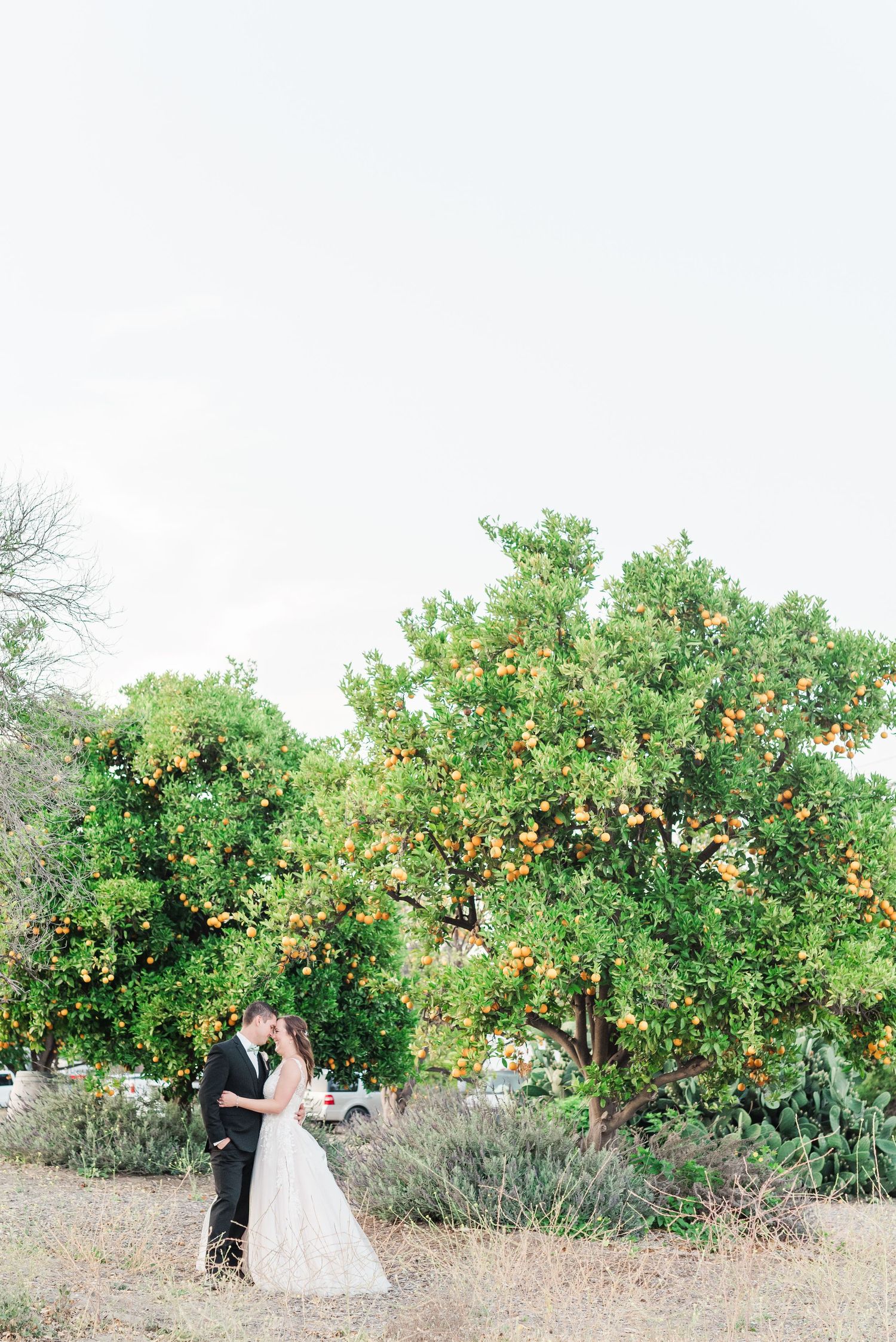A romantic wedding moment captured in front of a citrus tree garden at sunset.