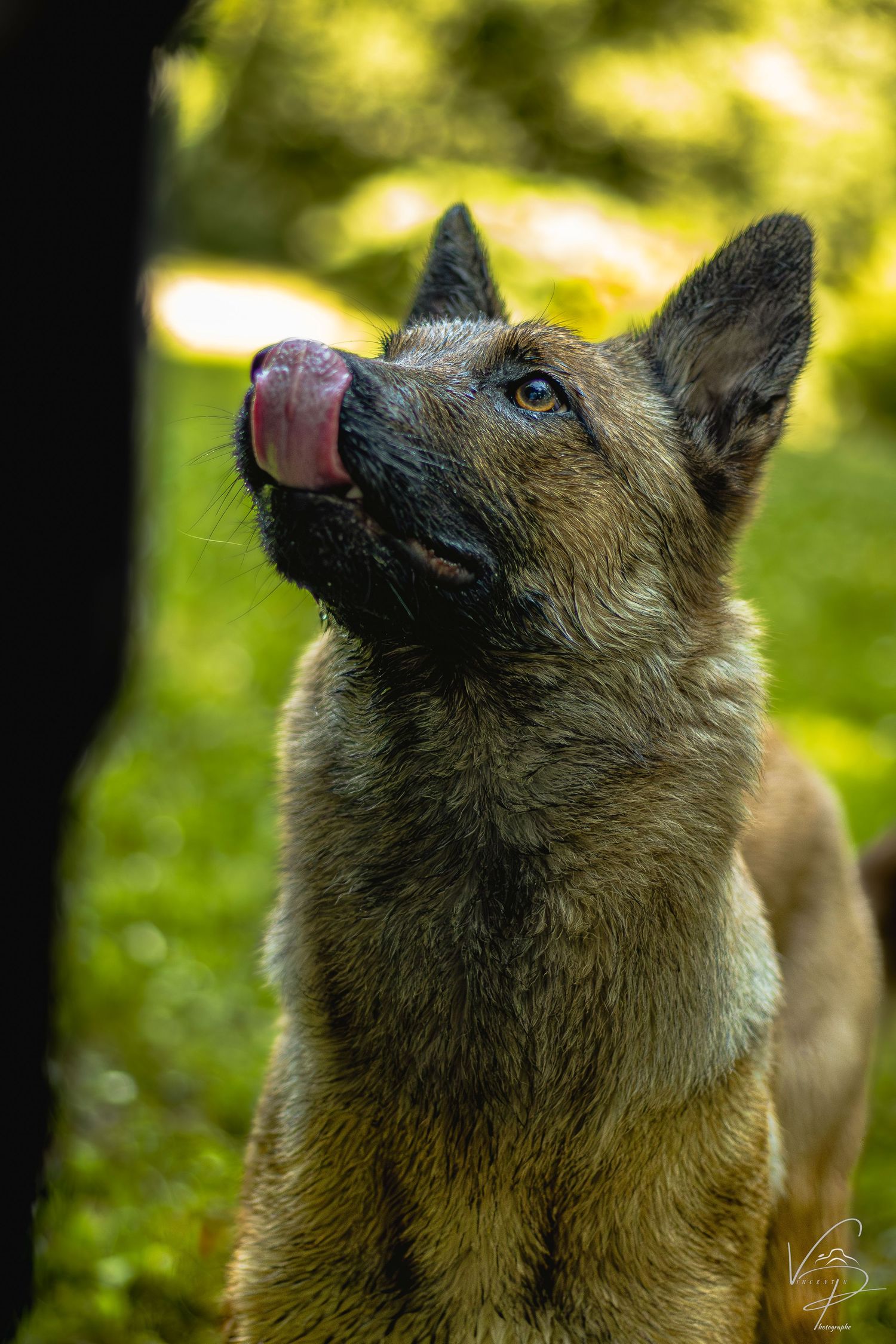 German Shepherd looking upward with alert expression in natural outdoor setting.