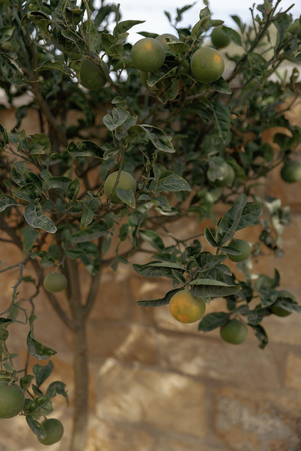 Green apple tree branches with ripening fruit against a beige stone wall.