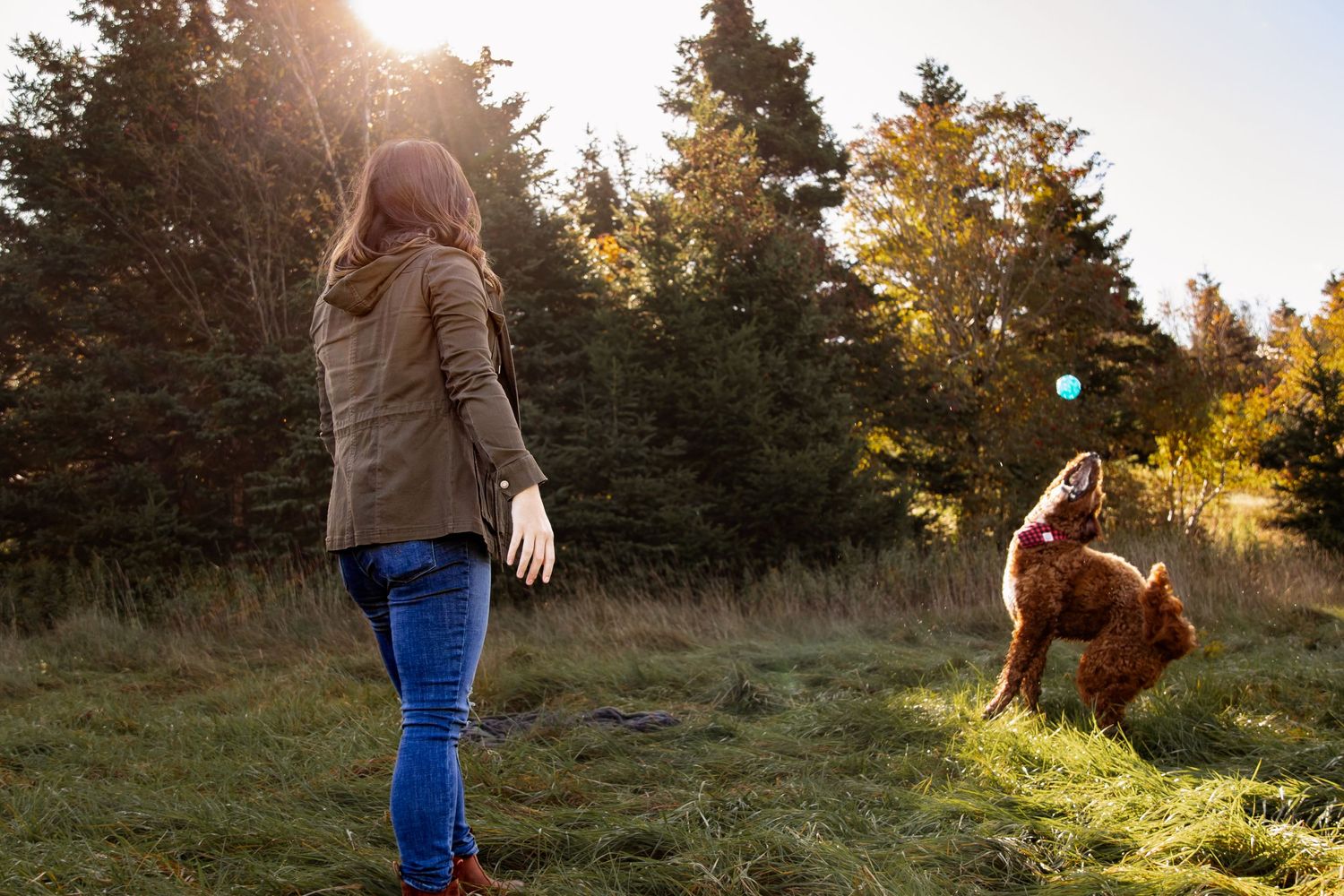 Person in jeans and light jacket stands near a dog playing in sunlit grass with evergreen trees in background.