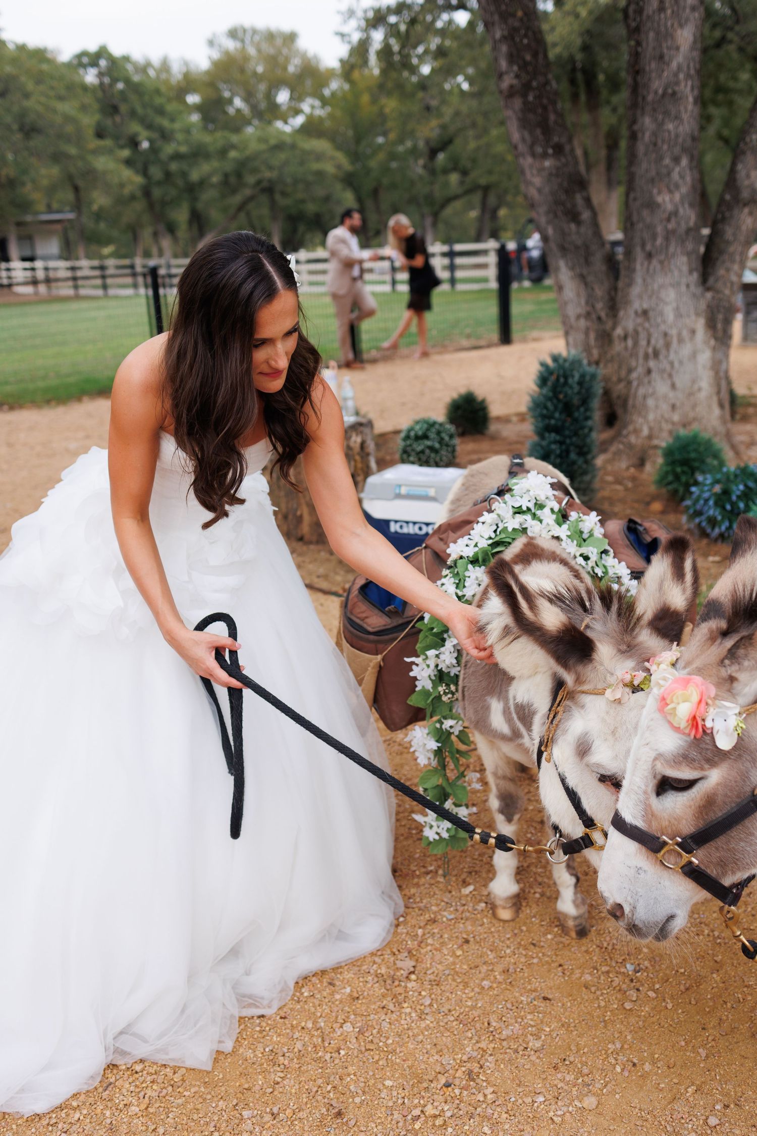 A bride in a white wedding dress pets decoratively adorned miniature donkeys called Beer Burros on a dirt path at Bella Cavalli venue