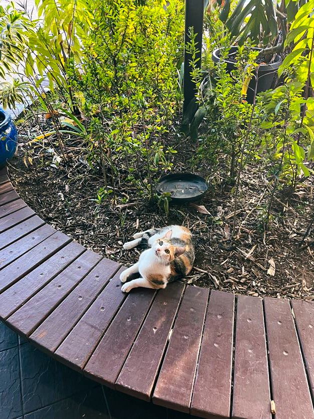 Small white and brown dog resting on a wooden deck surrounded by tropical plants.
